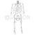 Disarticulated Human Skeleton (Bilateral) (200 Bones) Bone Set For Medical Students Model