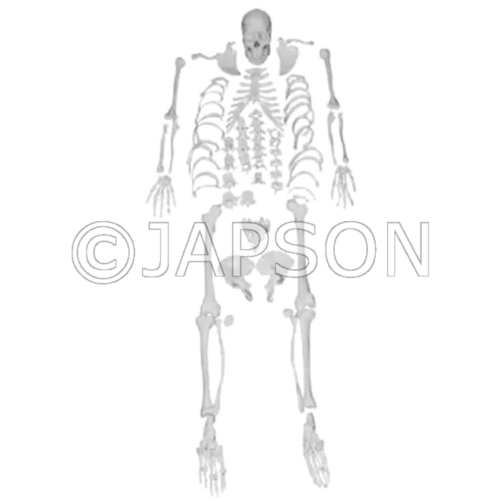 Disarticulated Human Skeleton Bilateral Bone Set For Medical Students Model