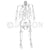 Disarticulated Human Skeleton Bilateral Bone Set For Medical Students Model