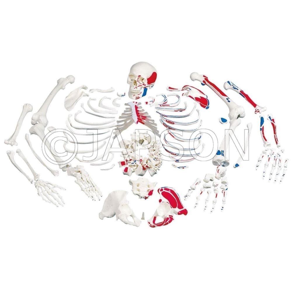 Disarticulated Skeleton Bilateral With Painted Muscles Model