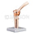 Elbow Joint Model with Ligaments Model
