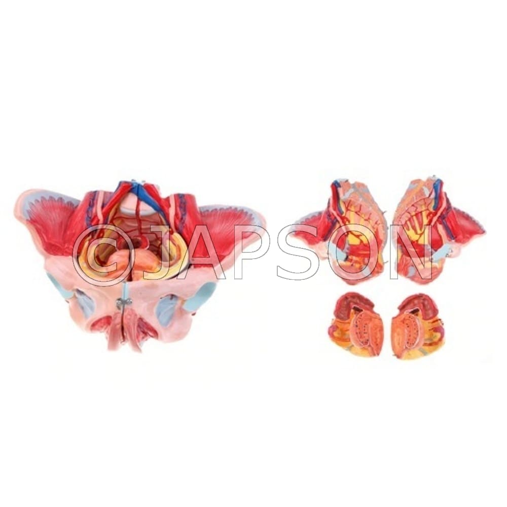 Female Pelvis with Muscles, Organs and Nerves Model