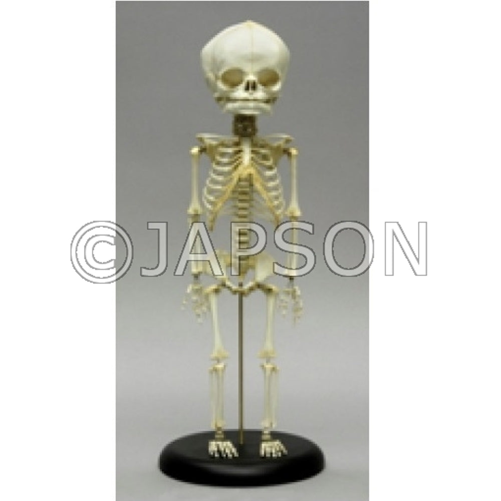 Fetus Skeleton Model