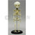 Fetus Skeleton Model