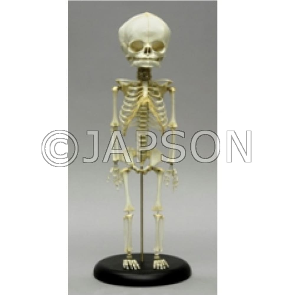Fetus Skeleton Model