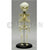 Fetus Skeleton Model