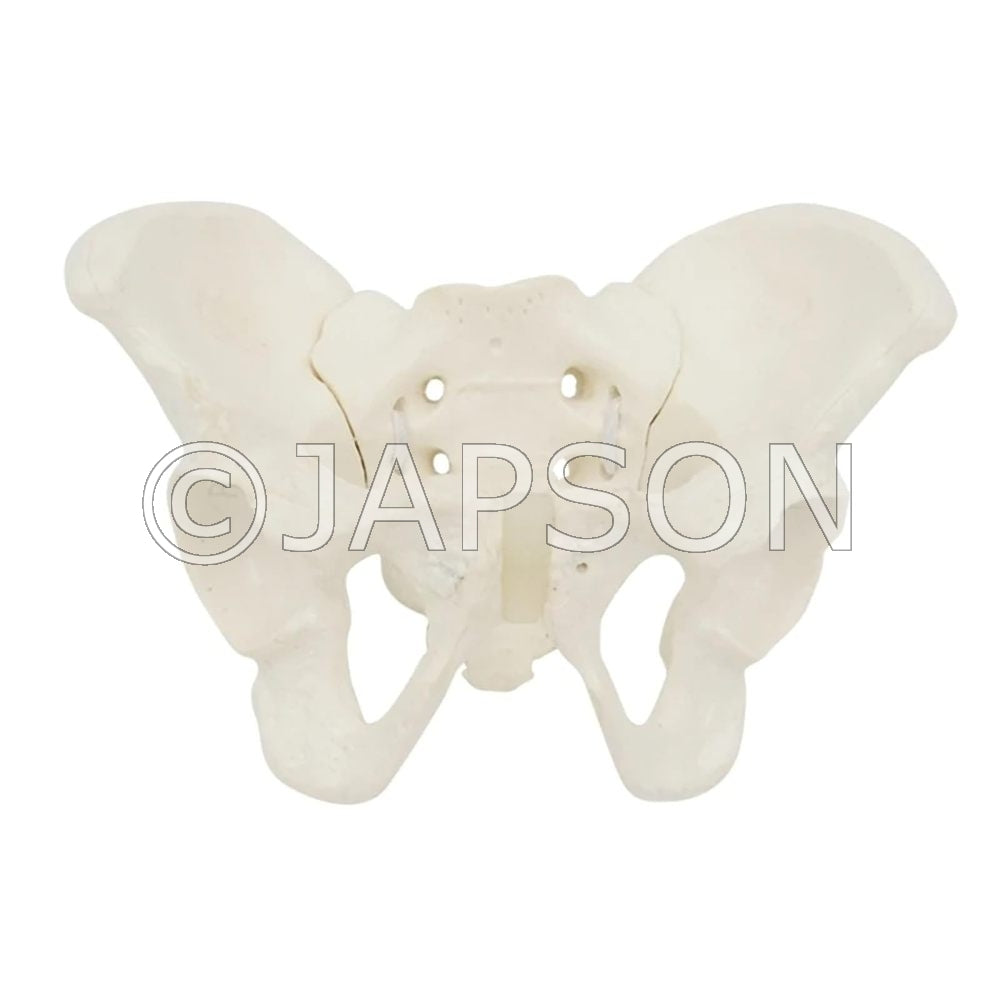 Flexible Female Pelvis Model