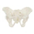 Flexible Female Pelvis Model