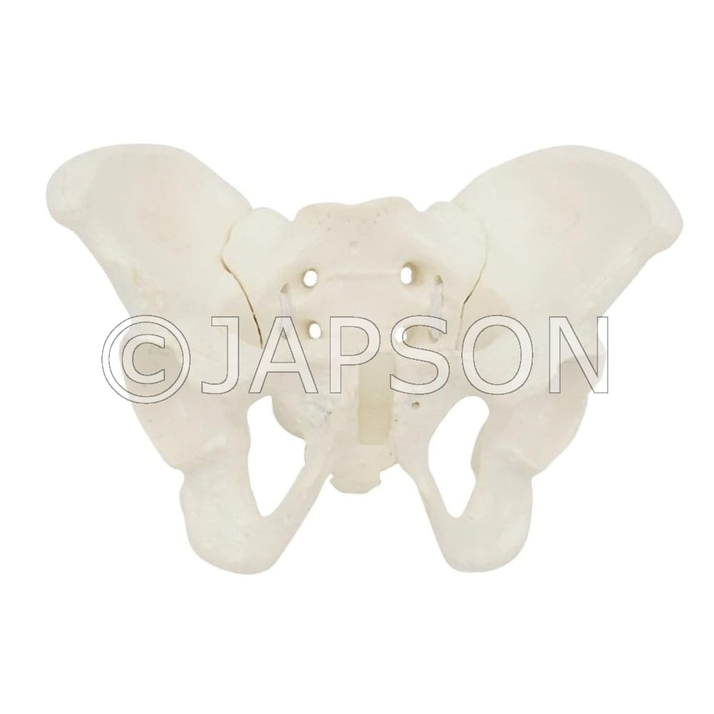 Flexible Female Pelvis Model