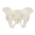 Flexible Female Pelvis Model