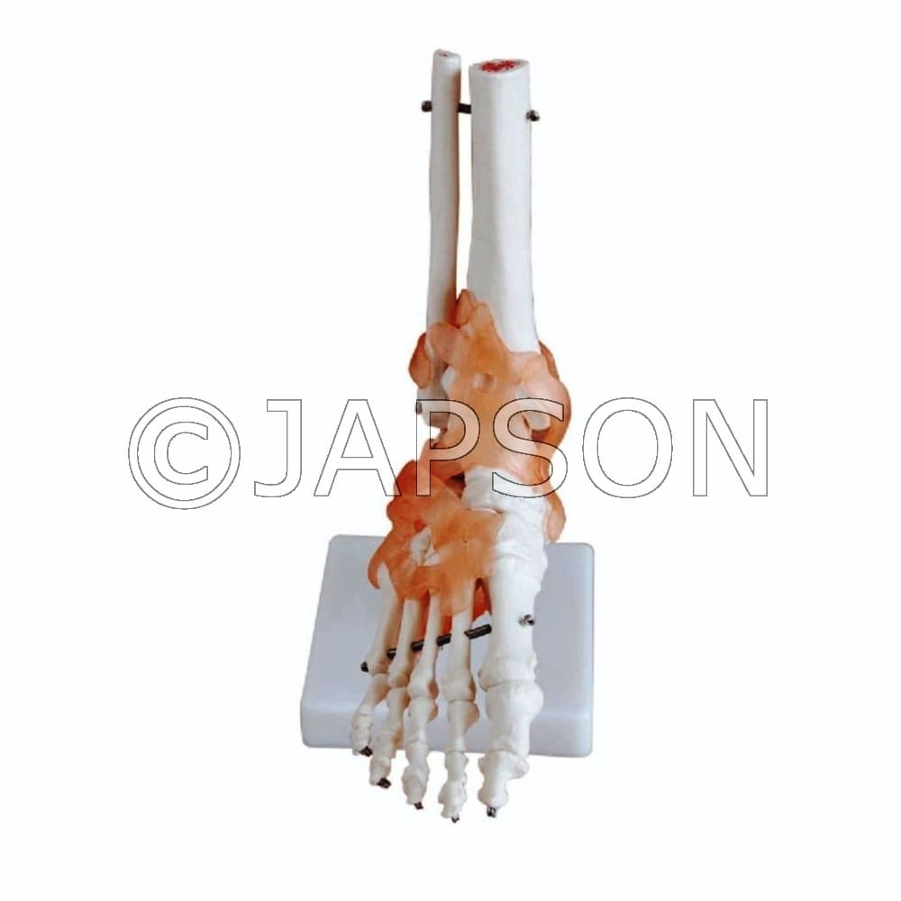 Foot Joint Model with Ligaments Model