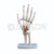 Hand Joint Model