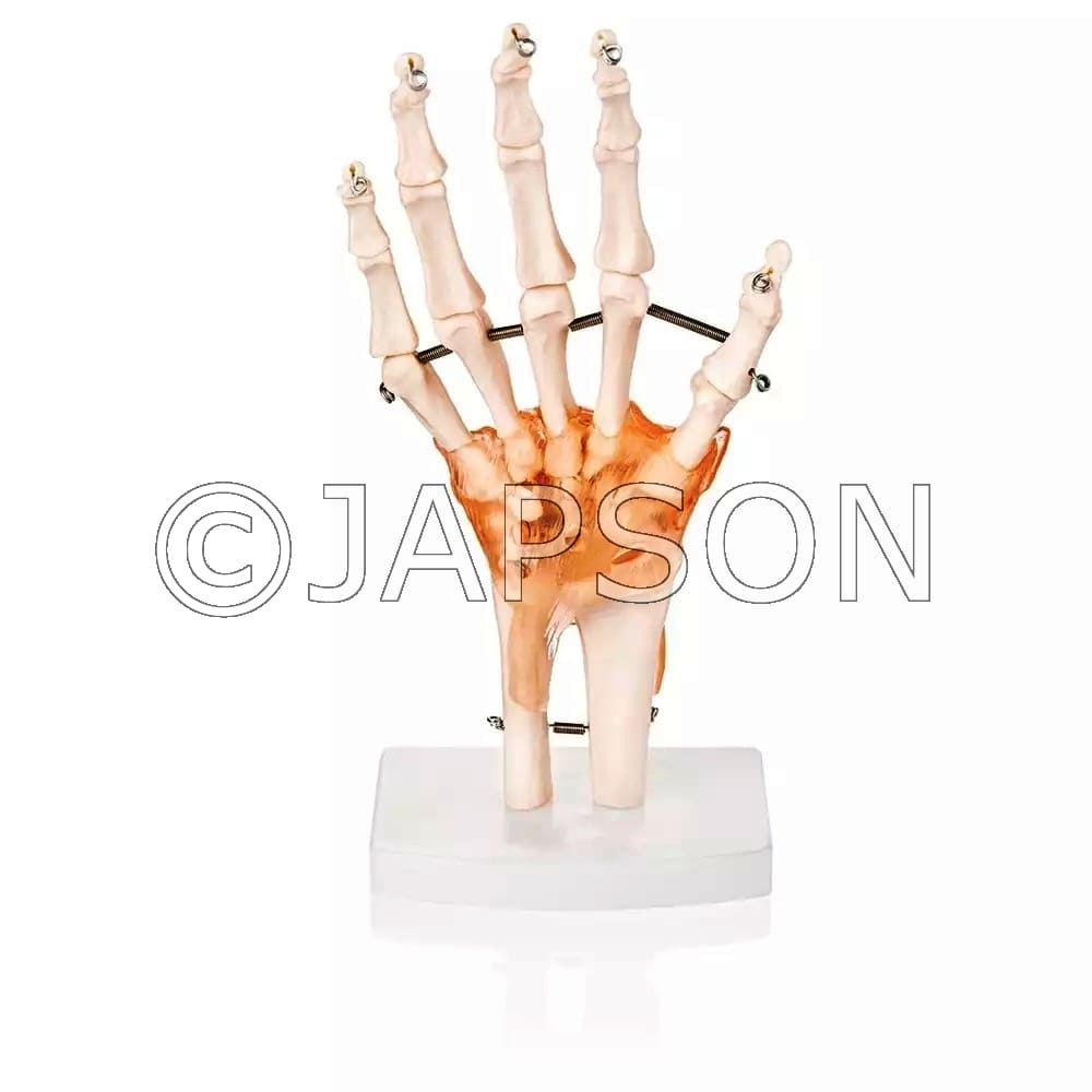 Hand Joint Model with Ligaments Model