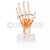 Hand Joint Model with Ligaments Model