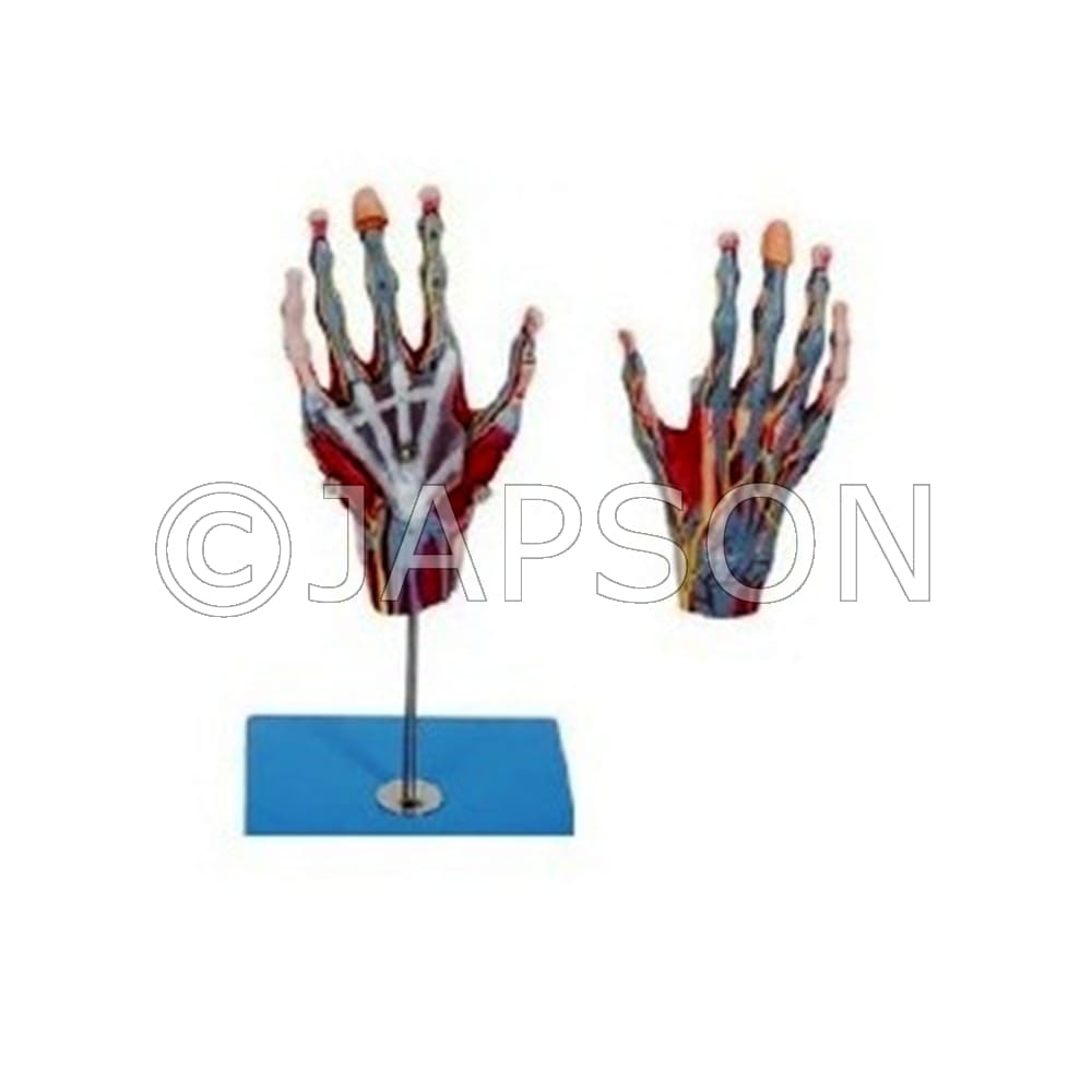 Hand with Main Vessels & Nerves Model