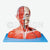 Head and Neck with Blood Vessels, Nerves and Brain Model