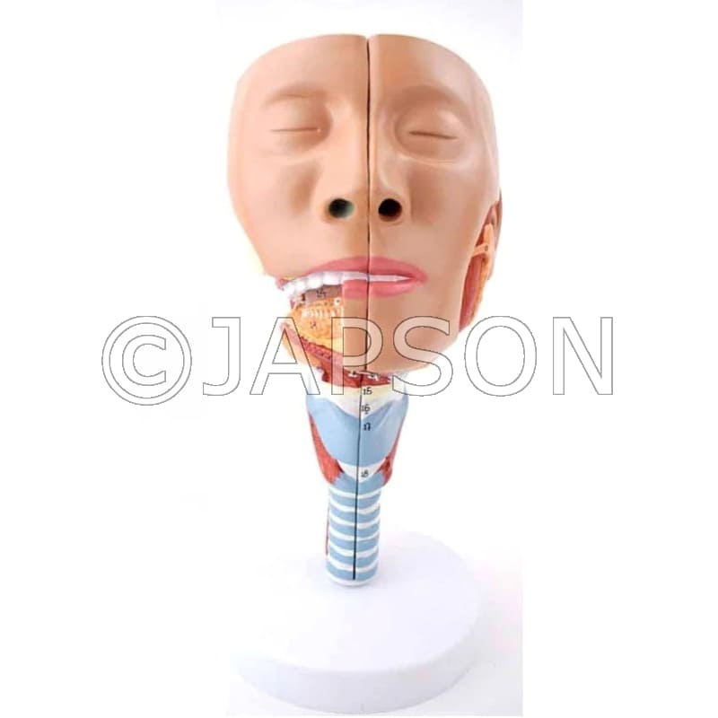 Head with Pharynx Muscles Model