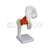 Hip Joint Model with Ligaments Model