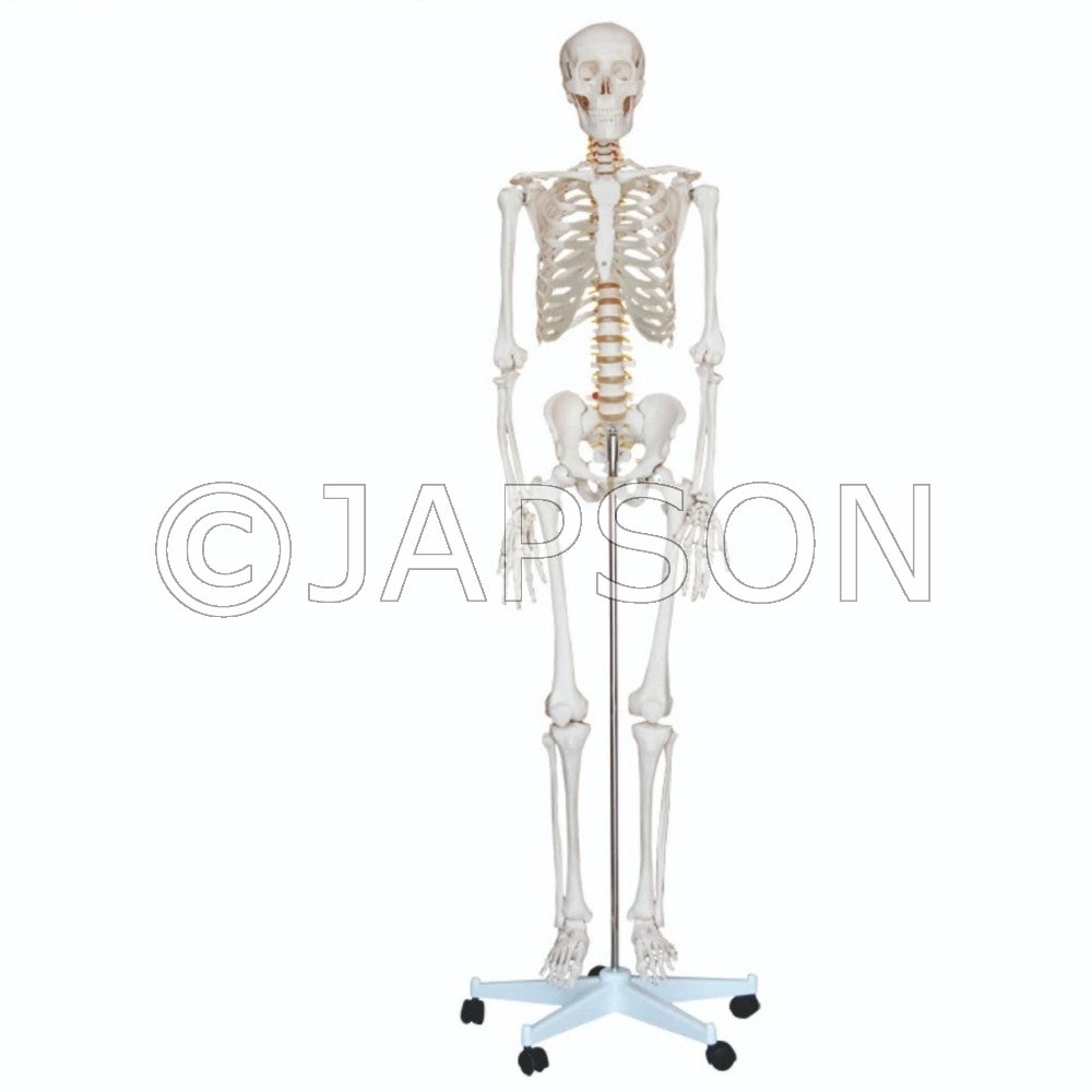 Human Skeleton Life Size Model 180cm