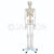 Human Skeleton Life Size Model 180cm
