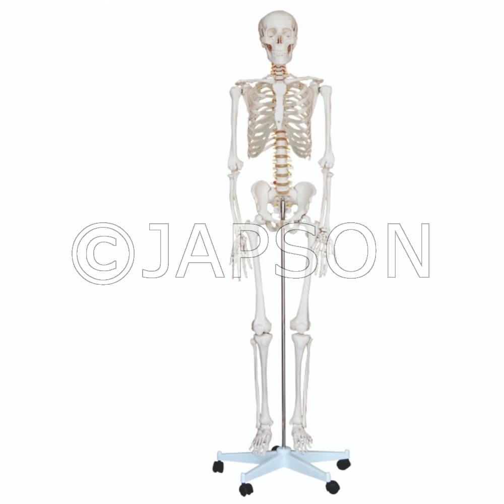 Human Skeleton Life Size Model 180cm