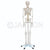 Human Skeleton Life Size Model 180cm