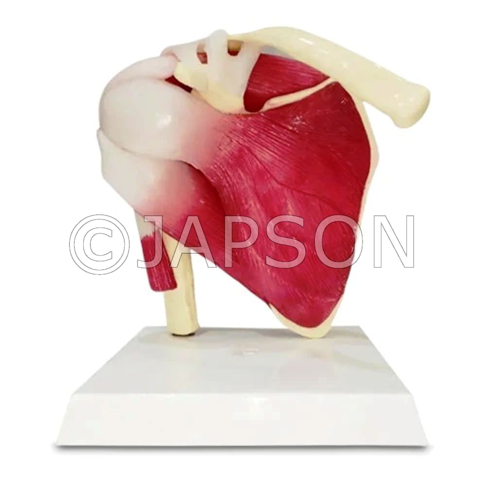 Life-Size Muscular Shoulder Joint Model