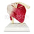 Life-Size Muscular Shoulder Joint Model