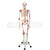 Skeleton Life Size With Ligaments And Painted Muscles Model