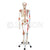 Life Size Skeleton, With Ligaments And Painted Muscles Model