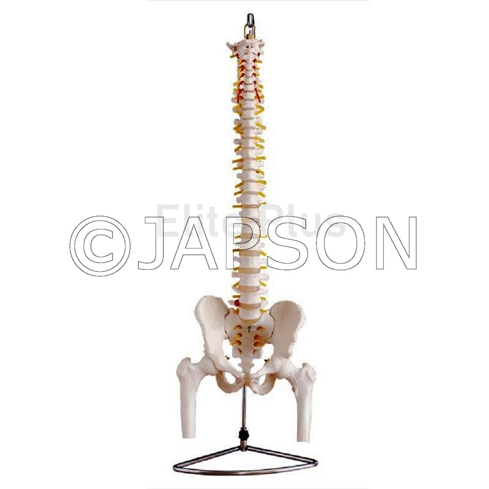 Life Size Vertebral Column with Pelvis and Femur Heads (85 cms.) Model