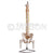 Life Size Vertebral Column with Pelvis and Femur Heads (85 cms.) Model