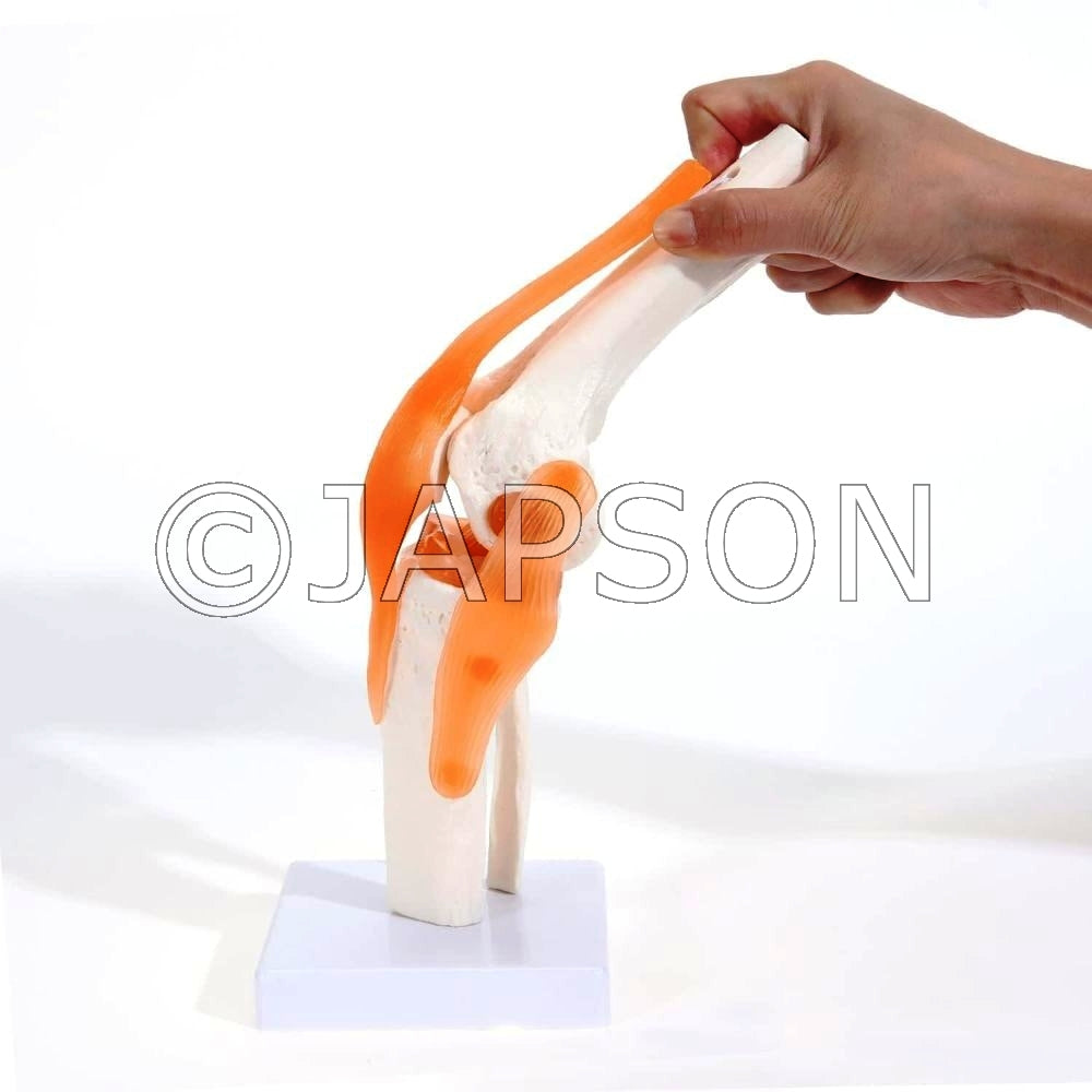 Knee Joint Model with Ligaments Model