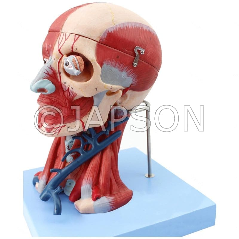 Head And Neck Muscles and Vascular Brain Model