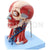 Head And Neck Muscles and Vascular Brain Model