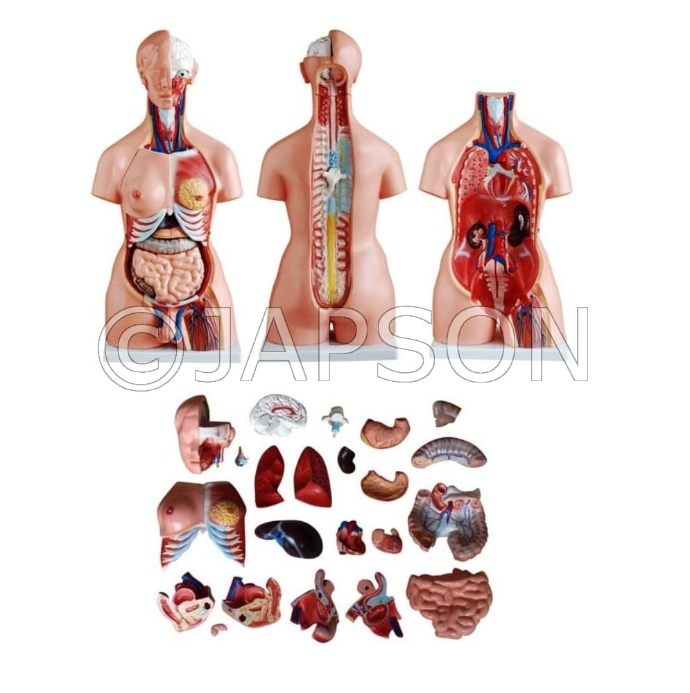 Unisex Torso 23 Parts 85 CM Model, PVC Plastic