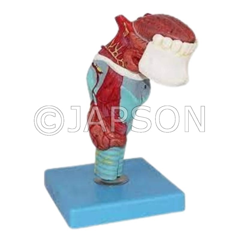5 Parts Larynx with Tongue and Teeth Model