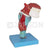 5 Parts Larynx with Tongue and Teeth Model