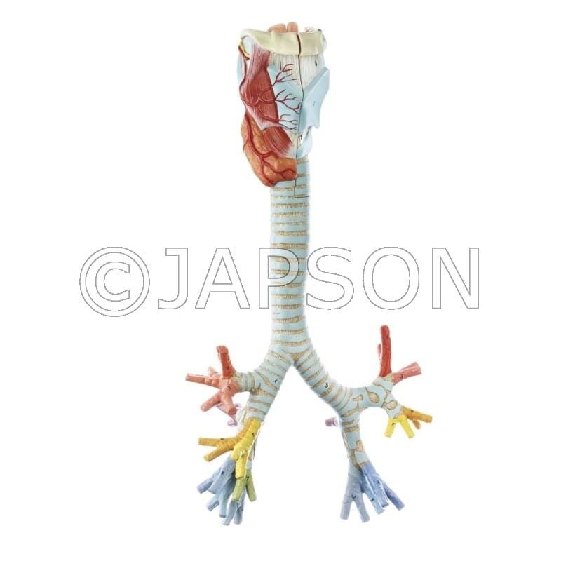Larynx with Trachea Model