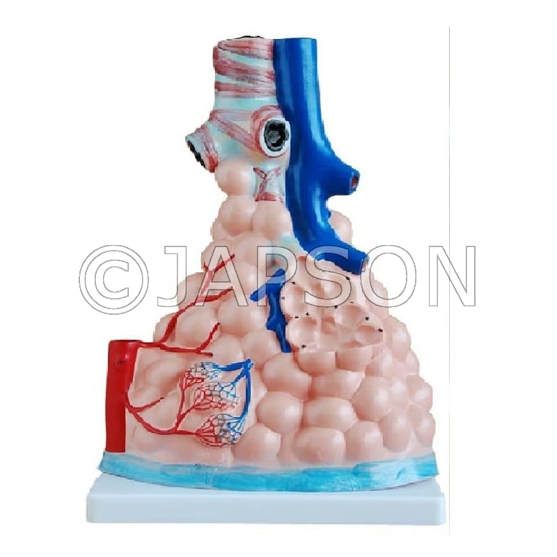 Magnified Pulmonary Alveoli Model