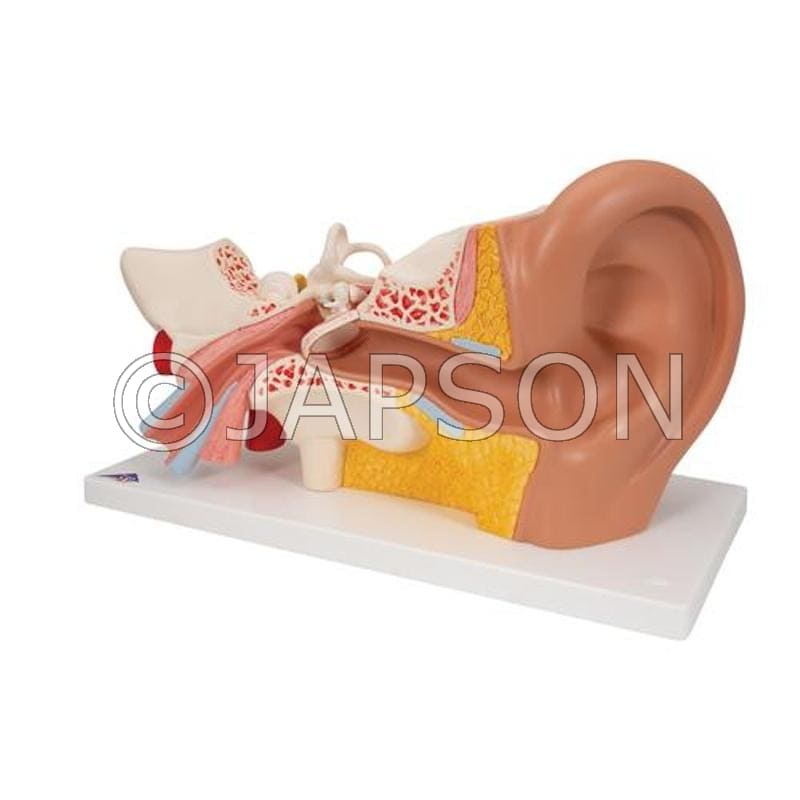 Middle Ear Model