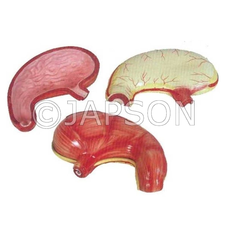 Stomach Model