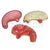 Stomach Model