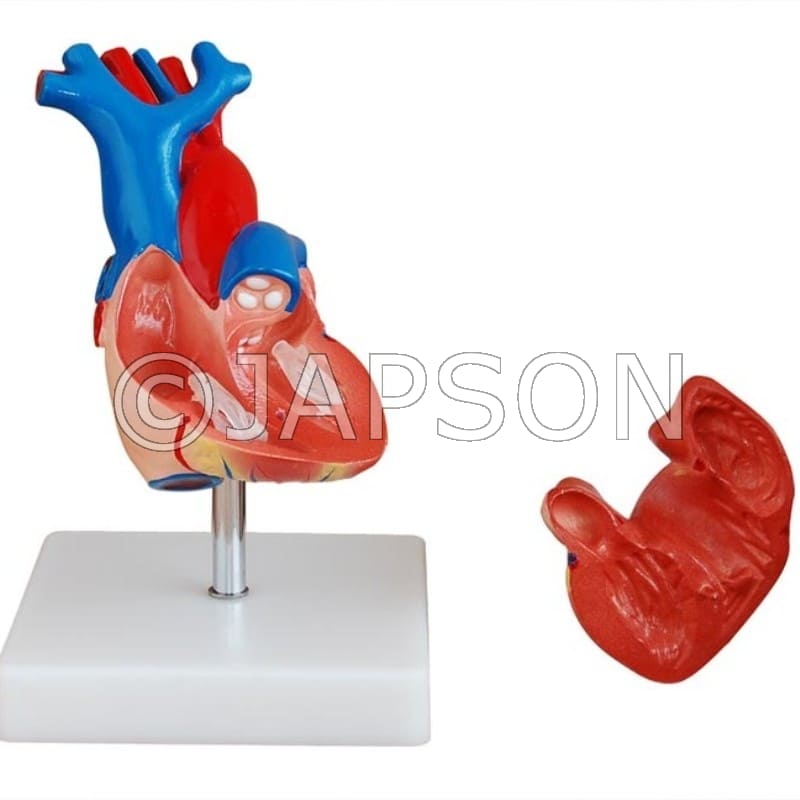 Life Size Heart Model 2 Parts Model