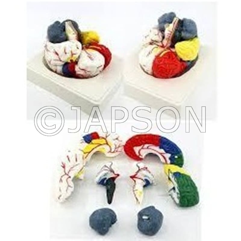 8 Part Coloured Brain Model