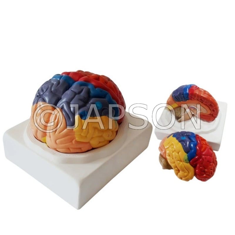 Colored Brain Model (2 Parts) for Demonstration