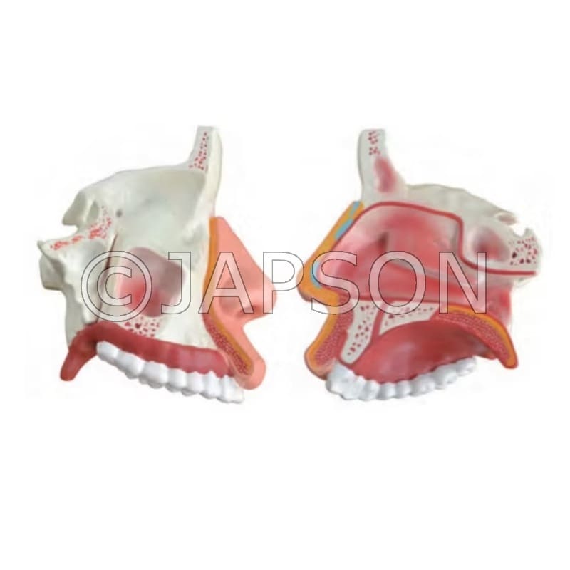 Anatomical Nasal Cavity Model