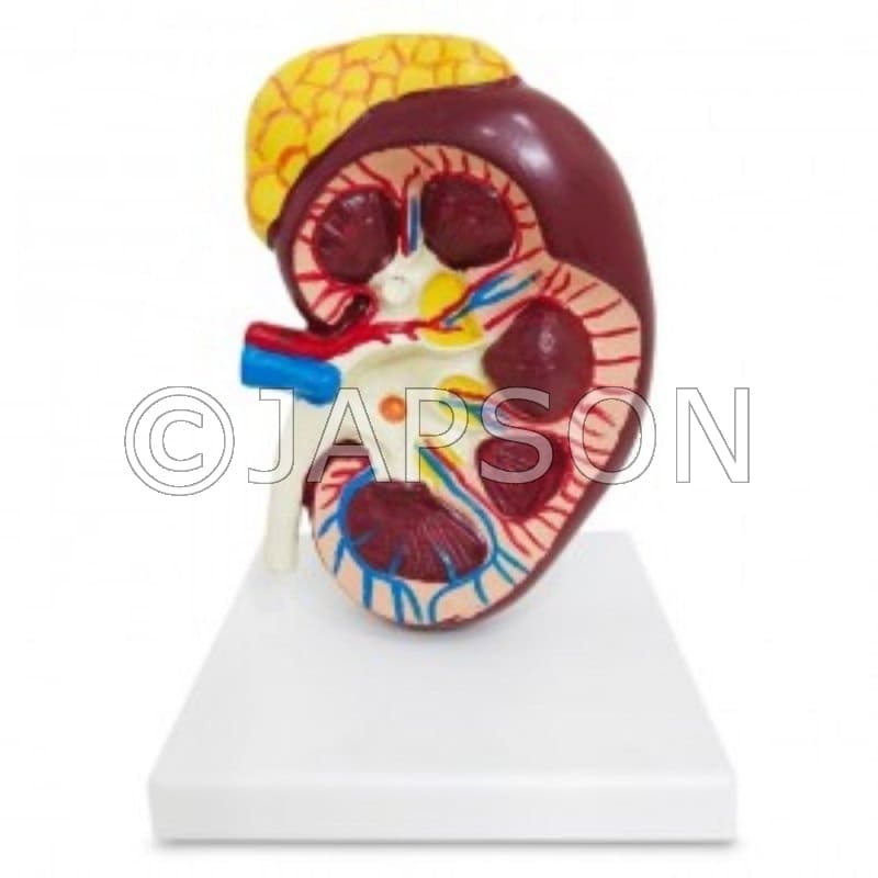 Human Kidney Model With Adrenal Gland Model