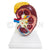 Human Kidney Model With Adrenal Gland Model