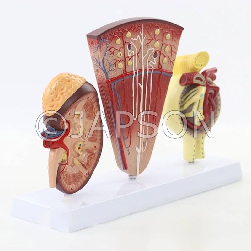 Kidney, Nephron & Glomerulus Model